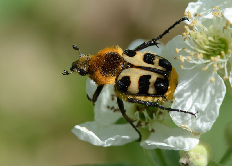 Trichius da identificare